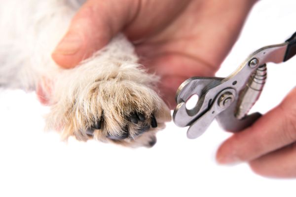 【トリマー解説】犬の爪切りの方法！爪切りはしないとどうなる？嫌がる時の対策やおすすめの爪切りも紹介